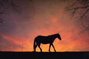 silhouette de cheval avec un beau fond de coucher de soleil photo