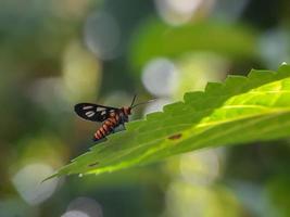 Tiger Moth sur les feuilles de fleurs de chaussures avec un fond naturel photo