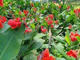 fond de fleurs et de paysages photo