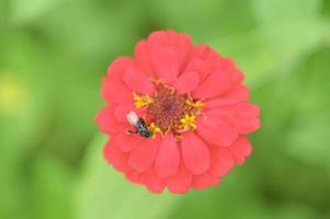 fleurs de zinnia, fleurs tropicales, fleurs colorées, fleurs en gros plan. photo