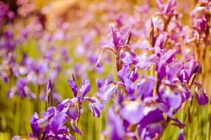 fleurs bleu violet d'iris sauvages, couvertes de gouttes de pluie d'été, sur fond vert photo