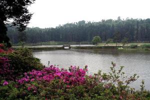 fleurs, lac et arbres photo