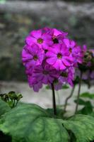 bouquet de violet photo