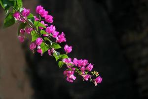 bouquet de tentures roses photo