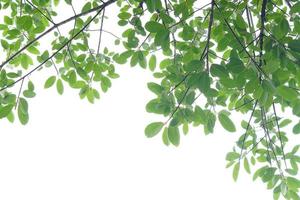 feuille verte et branches sur fond blanc photo