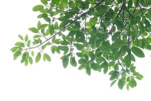 feuille verte et branches sur fond blanc photo