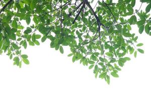 feuille verte et branches sur fond blanc photo