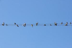 de nombreux oiseaux, hirondelles ou merlettes, martinets assis sur des fils sur fond de ciel bleu. espace de copie. photo