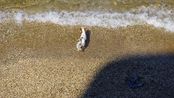 vue de dessus du petit chien blanc sur la plage photo