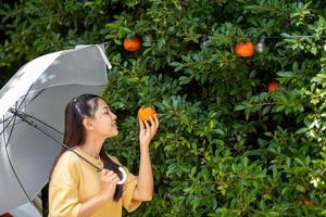 les filles du jardin d'orangers cueillent des oranges au jardin d'orangers. photo