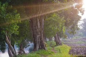 beau chemin forestier le matin, printemps vert frais. photos gratuites