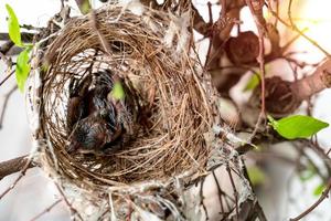 gros plan bébé oiseau dans son nid sur l'arbre, vue de dessus photo