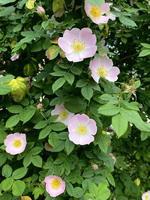 rose sauvage en fleurs photo