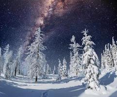 vue majestueuse sur la forêt avec sapins et cosmos avec de nombreuses étoiles photo