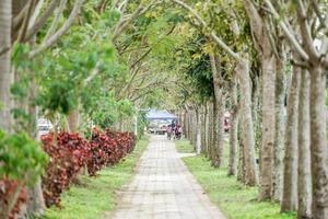 chemin de brique laos avec l'arbre à côté tout le chemin. photo