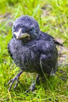 choucas corbeau noir aux yeux bleus assis dans l'herbe verte. photo