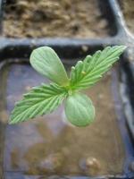 cannabis médical marihuana creta island grèce rétro fond matala 2006 vintage pousses photo