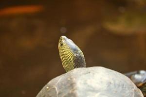 tortue bijou à joues jaunes sur un rocher au soleil. l'espèce de tortue est un animal de compagnie populaire photo