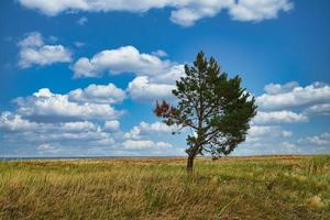 paysage tourné sur les dunes en automne avec arbre solitaire. photo