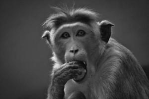 singe rhésus en noir et blanc, assis sur une branche et faisant pipi dans ses dents. photo animalière d'un mammifère