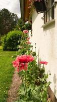 coquelicot dans le parterre de fleurs près de la maison. les fleurs roses rouges brillent. photos de plantes