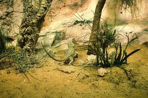 dragon barbu en terrarium. reptile d'australie. animal d'observation. petit dragon photo