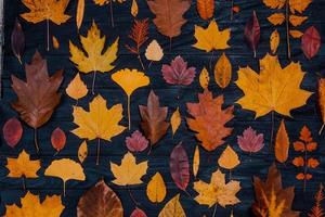 compositions de feuilles d'érable d'automne jaune. concept d'automne avec fond de feuilles rouge-jaune. feuilles aux couleurs vives