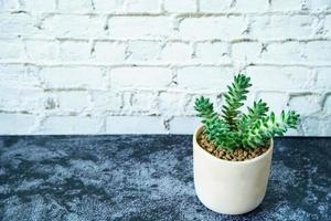 plante succulente sur pierre de marbre gris et fond de brique blanche. petit beau et résistant à la sécheresse photo