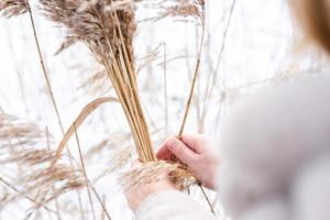 une jeune femme vêtue d'une robe beige aux couleurs neutres recueille l'herbe de la pampa. photo