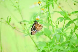 de beaux papillons dans la nature recherchent le nectar des fleurs de la région thaïlandaise de thaïlande. photo