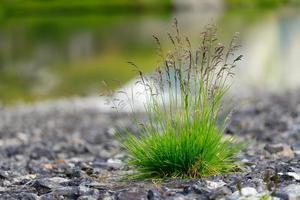 touffe d'herbe entre les pierres photo