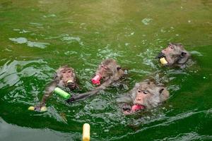 le singe nage dans le réservoir. photo