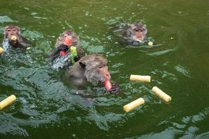 le singe nage dans le réservoir. photo