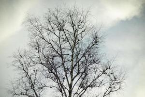 arbre sans feuilles contre le ciel. branches nues de la plante. photo