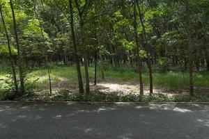 route de campagne en thaïlande. à côté d'arbres à caoutchouc. ligne jaune au centre de la route goudronnée. photo