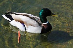 un gros plan d'un canard colvert photo