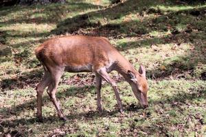 vue d'un cerf rouge dans la campagne du cheshire photo