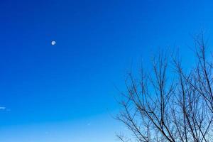 arbre au printemps avec un ciel bleu le matin. photo
