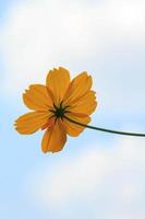 un cosmos jaune naturellement magnifique ou des fleurs étoilées qui fleurissent au soleil par une journée très chaude. nature créative sur fond de ciel bleu photo