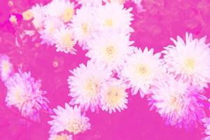 fleurs de chrysanthème colorées sur fond de paysage d'automne photo