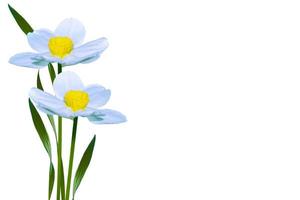 Narcisse fleurs de printemps isolé sur fond blanc photo
