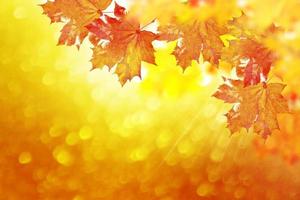 paysage d'automne avec un feuillage coloré et lumineux. été indien.