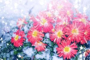 chrysanthèmes dans la neige et le gel dans le jardin d'hiver. photo