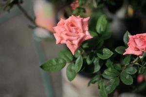 roses de couleur pastel. flou artistique petite profondeur de champ photo. notion saint valentin photo