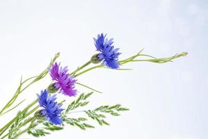 centaurée de fleur de bleuet aux couleurs vives, centaurea. photo