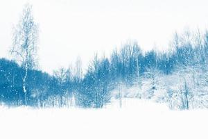 forêt d'hiver gelée avec des arbres couverts de neige. photo