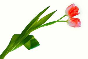 tulipes de fleurs colorées de printemps. collection florale. photo