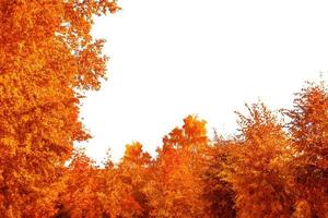 arbres d'automne flous sur fond blanc. photo