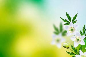 la première fleur printanière délicate du perce-neige. photo