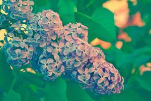 fleurs lilas lumineuses et colorées photo